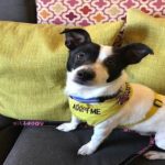 Hotelurile ajută salvatorii locale să devină câini de lobby și să găsească case pentru totdeauna