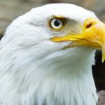 Trump Administration Weakens Endangered Species Act Because, Argent