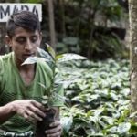 La Libertad의 프로듀서는 어떻게, 과테말라 커피 품질 향상