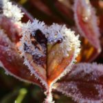 Защитите свои растения от мороза во время похолодания