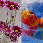 冷凍庫から出てきた花の写真
