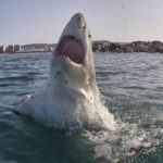 galeria de fotos: Um comportamento fascinante de belos tubarões brancos e o que eles implicam