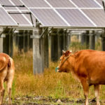 Organic Valley loans dairy farmers funds for renewable power