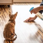 Hogyan akadályozhatja meg, hogy macskája az alomdobozon kívül pisiljen