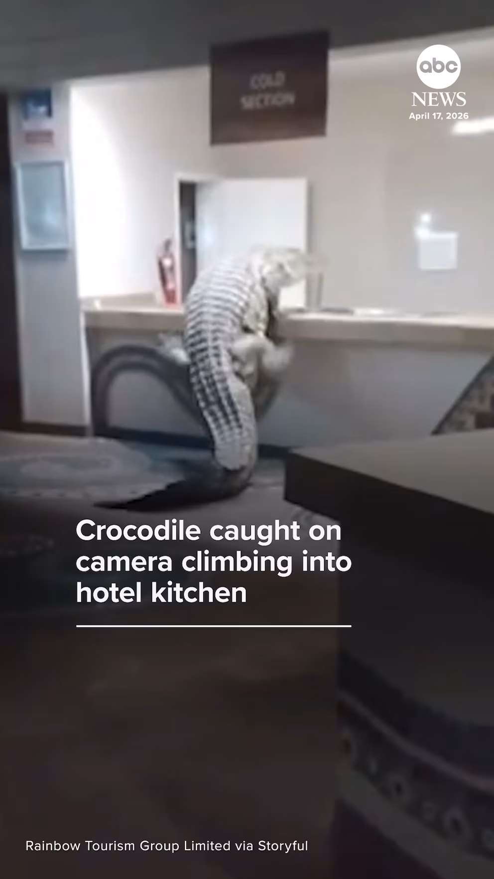 WATCH:  Crocodile caught on digital camera climbing into lodge kitchen in Zimbabwe