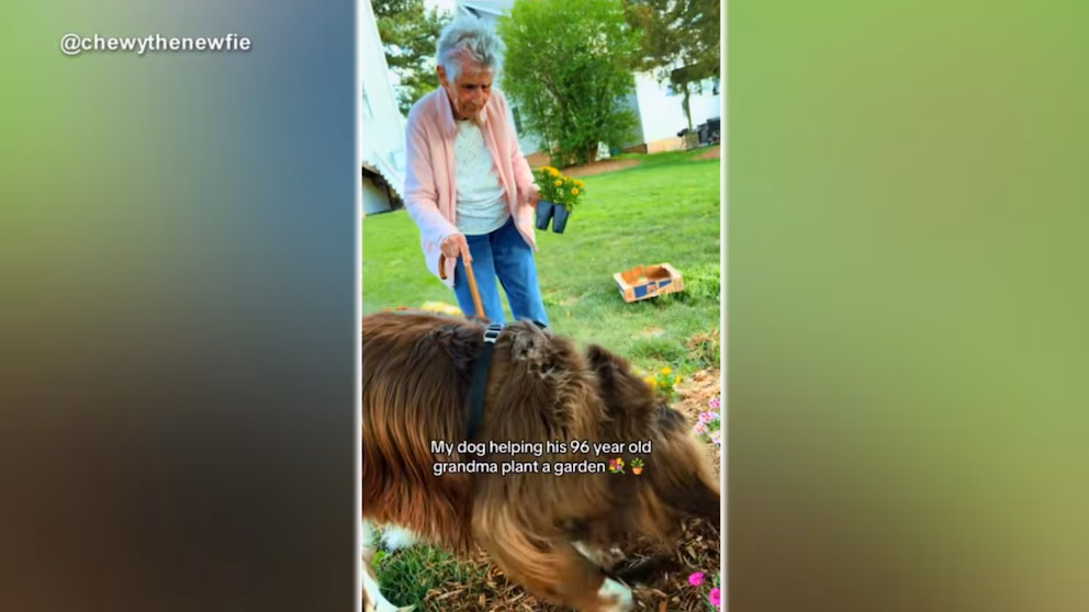 WATCH:  Girl gardening at 96 with assist from canine takes over the web