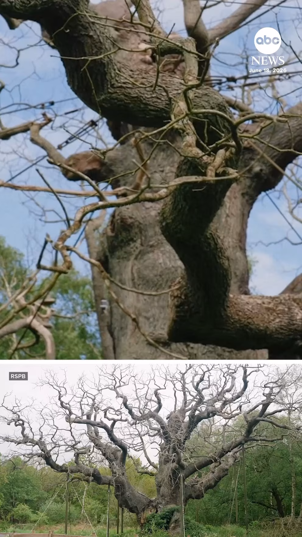 WATCH:  'Robin Hood' oak tree dies within the U.Okay.