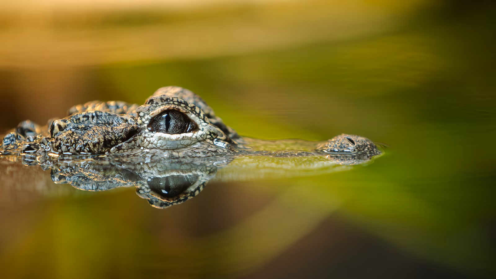Girl killed by alligator in Florida river, officers say