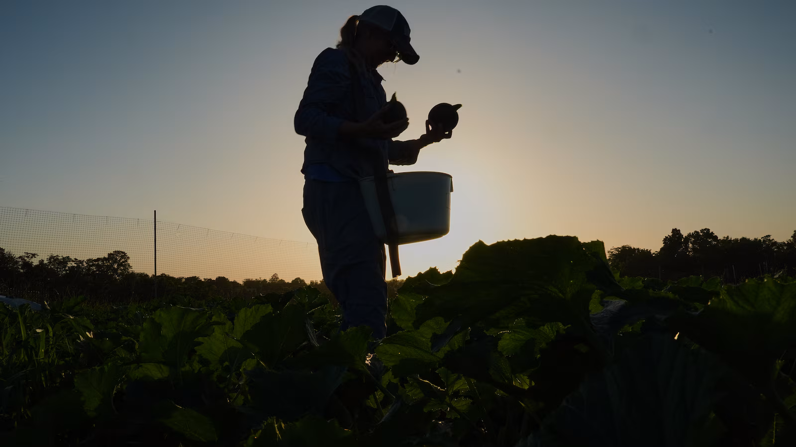 Specialty farmers adapt harvests, shield crops in face of utmost warmth