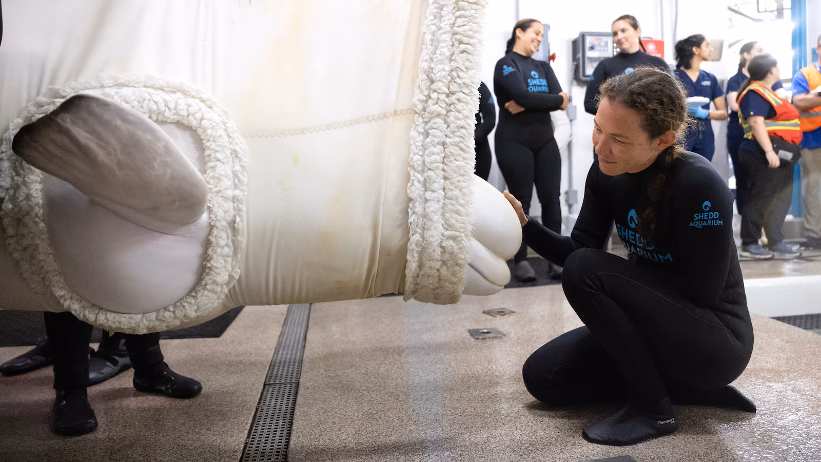 Beluga whale dies at Chicago aquarium days after coming from Canada park in rescue effort