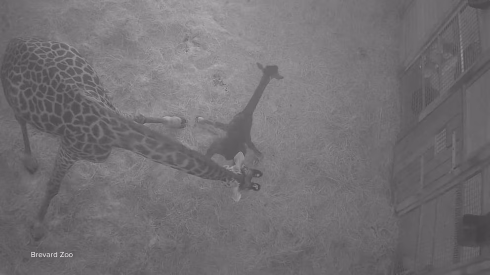 WATCH:  David Muir shares child giraffe's first steps into the world with assist of mom