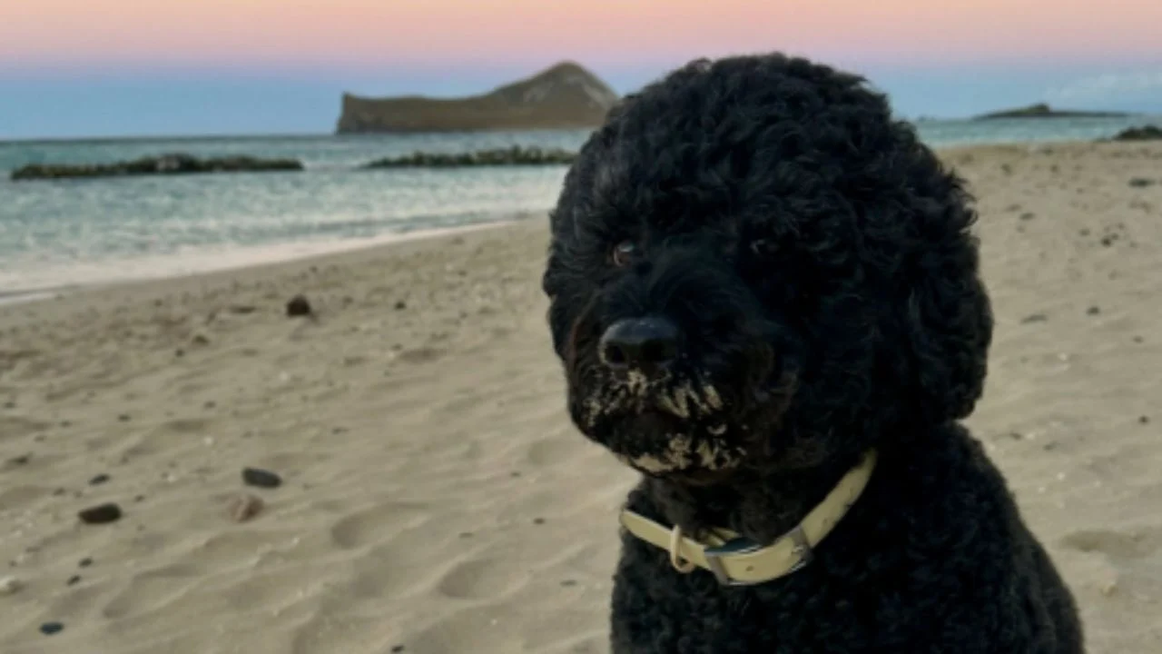 Barack and Michelle Obama Mourn Beloved White Home Canine Sunny: ‘We Will Miss Her Terribly’