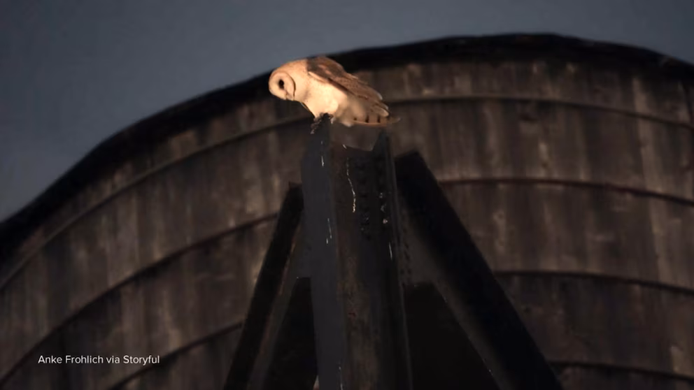 WATCH:  David Muir studies on the beloved barn owls which have made Manhattan residence