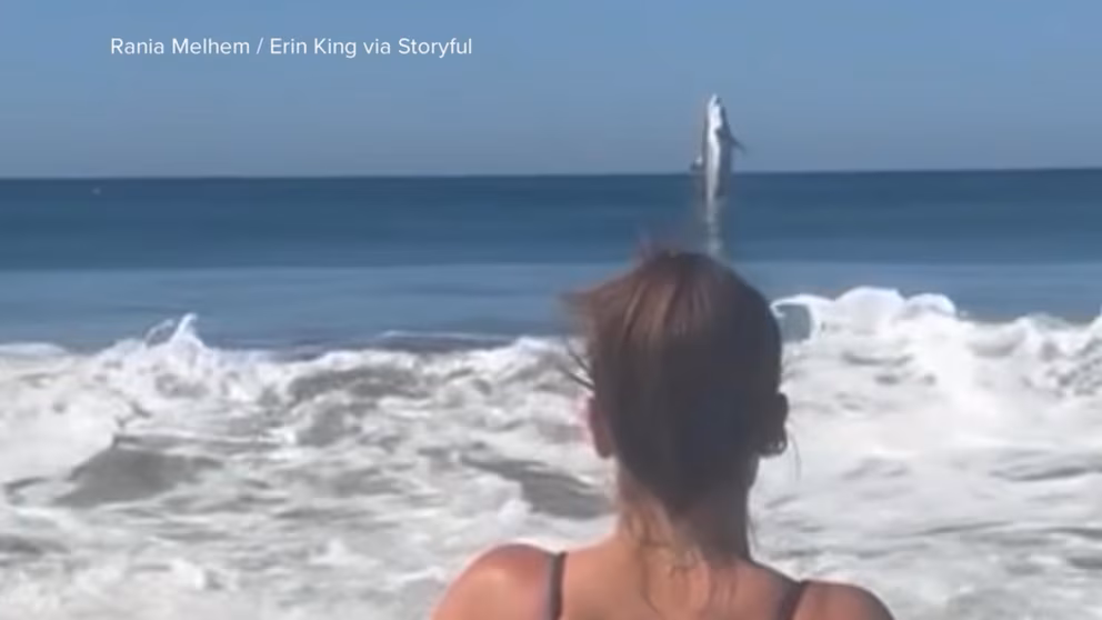 WATCH:  Nice white shark leaps out of ocean off California's Marina Seaside