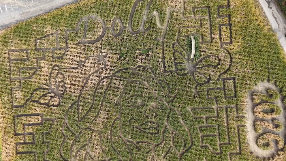 WATCH:  American farms honor Dolly Parton with themed corn maze