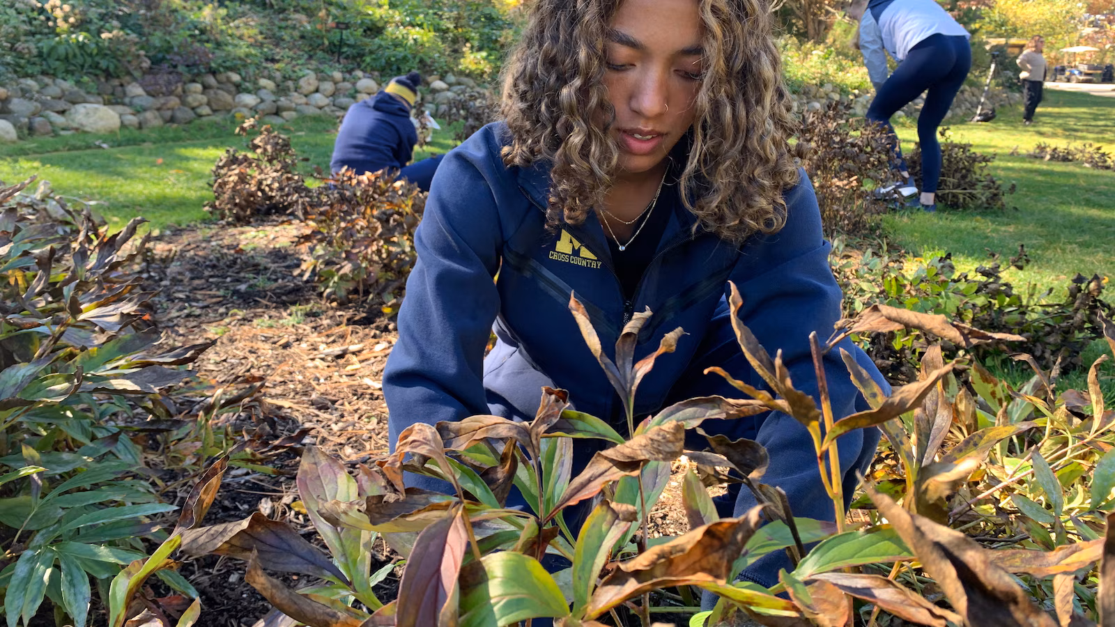 College of Michigan runners blitz campus peony backyard, getting ready a whole bunch of vegetation for winter