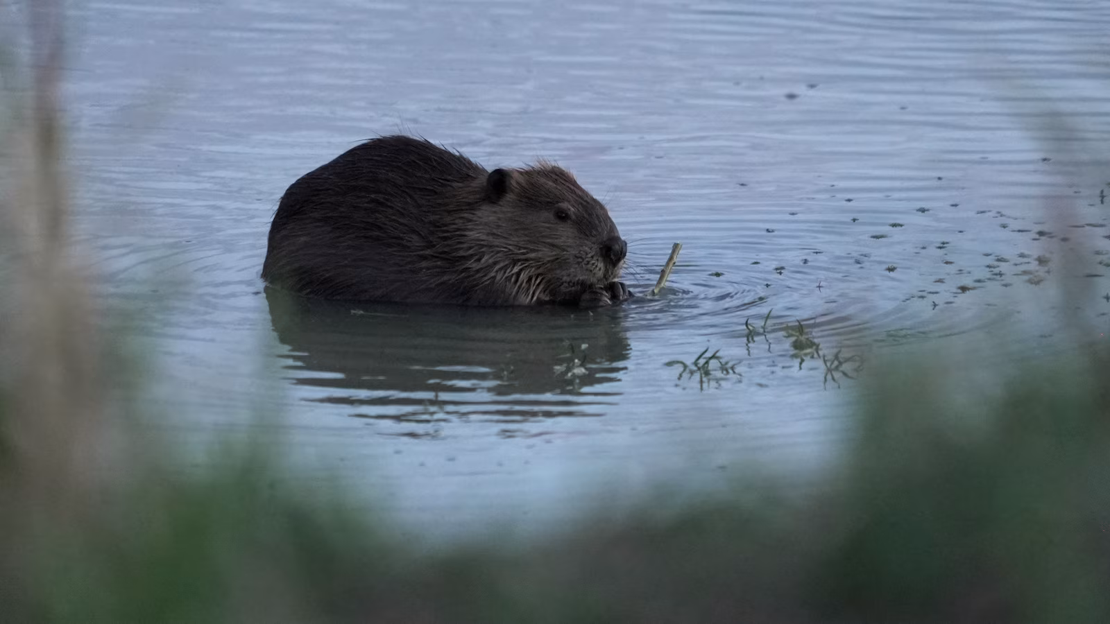 Bringing extra beavers to watersheds is a robust drought-fighting instrument, consultants say