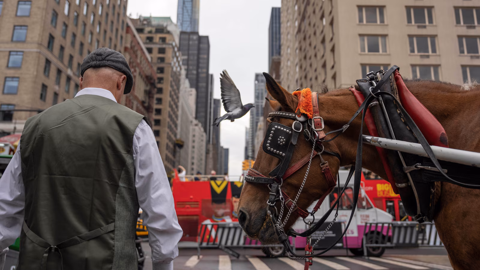 Going through a ban on horse-drawn carriages, Central Park’s drivers worry for livelihoods